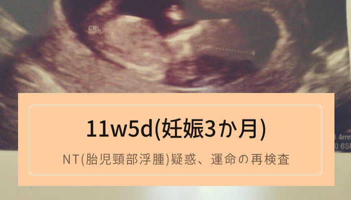 11w5d むくみ Nt 胎児頸部浮腫 疑惑 運命の再検査 てんの育児キロク