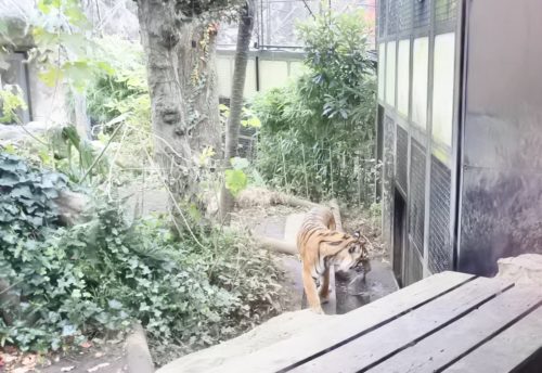 3歳のクリスマス 動物園