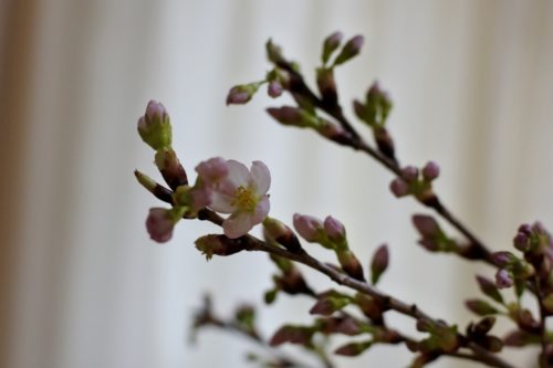 ひな祭り 0歳&3歳 転勤族 壁掛け 手作り 桜