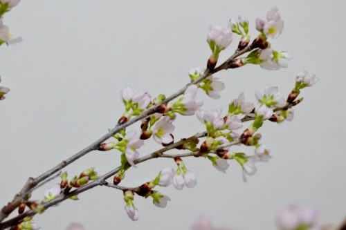 ひな祭り 0歳&3歳 転勤族 壁掛け 手作り 桜