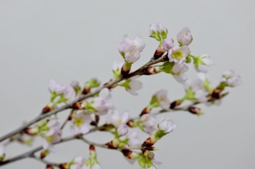 ひな祭り 0歳&3歳 転勤族 壁掛け 手作り 桜