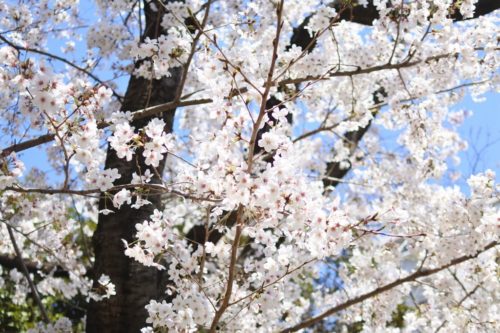 挿絵 桜 写真